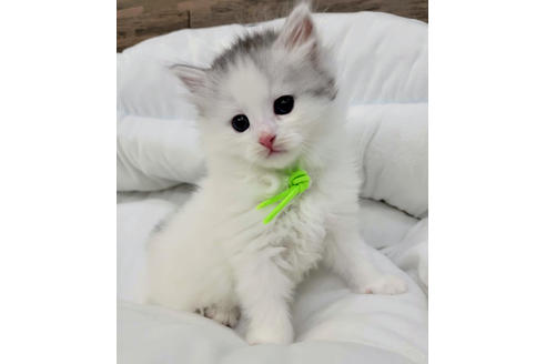 成約済の埼玉県のサイベリアン-19719の2枚目